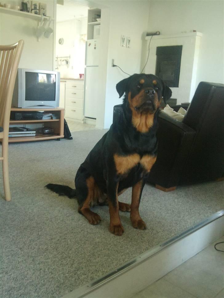 Rottweiler Tess <3 billede 3