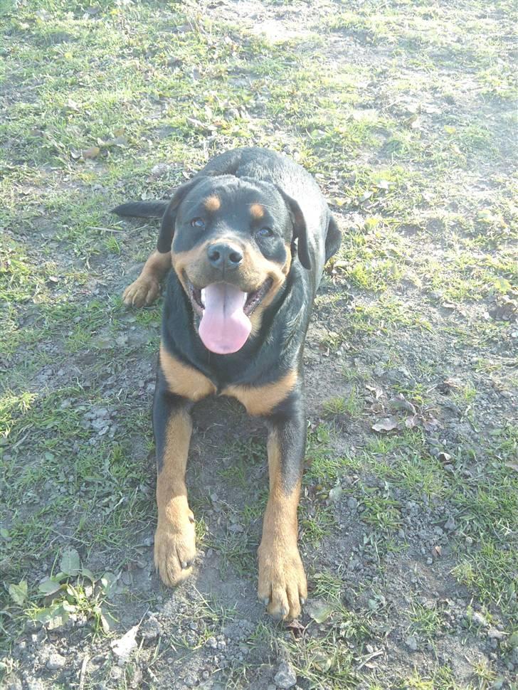 Rottweiler Tess <3 billede 4