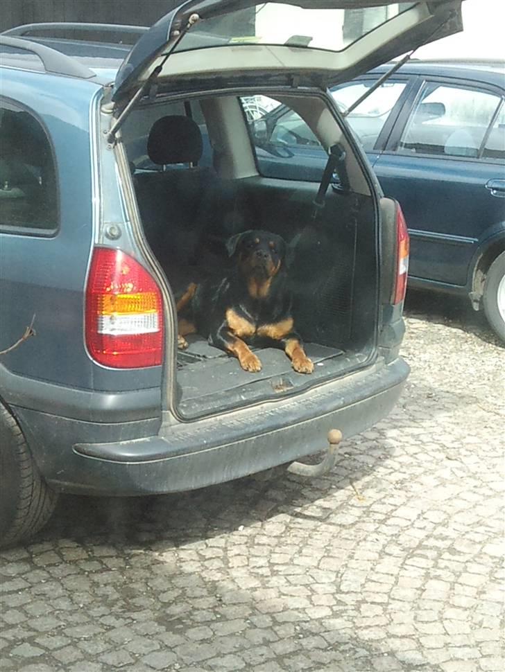 Rottweiler Tess <3 billede 5