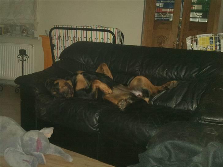 Rottweiler Tess <3 billede 6