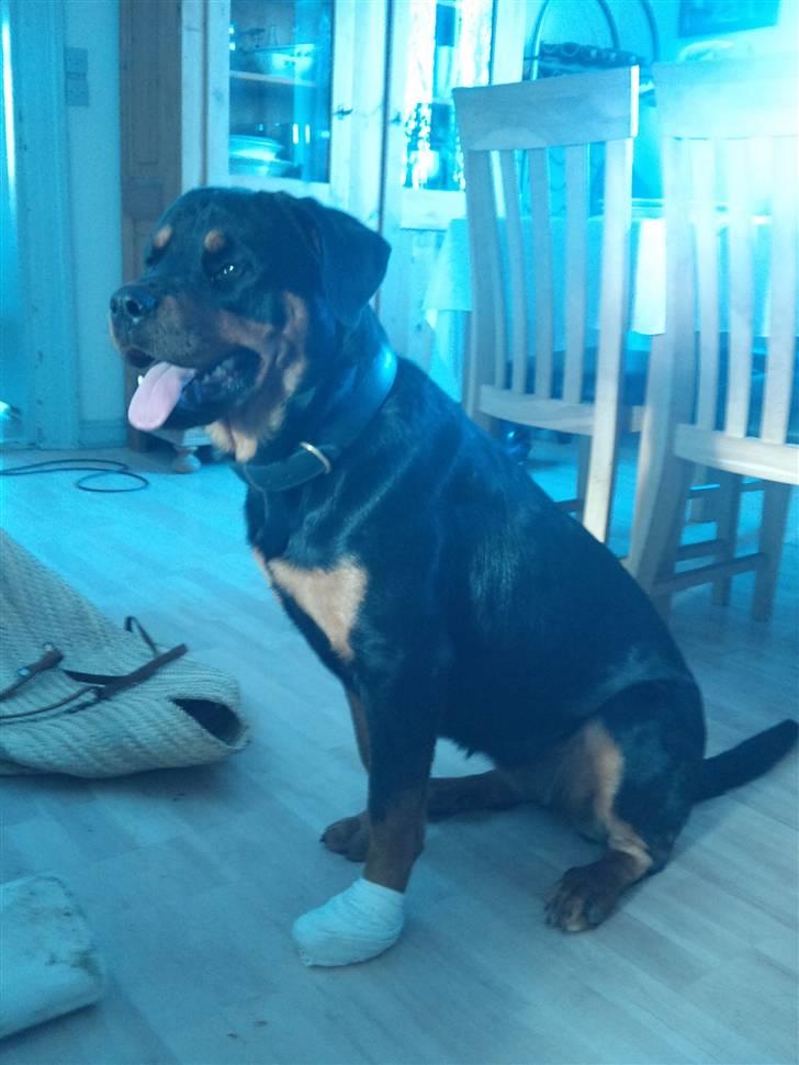 Rottweiler Tess <3 billede 7