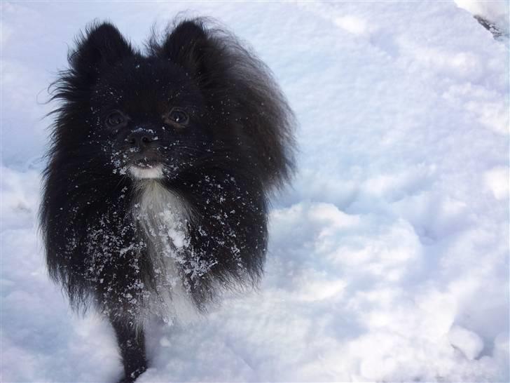 Pomeranian Jebbe billede 8