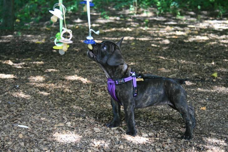 Fransk bulldog Bellis billede 5