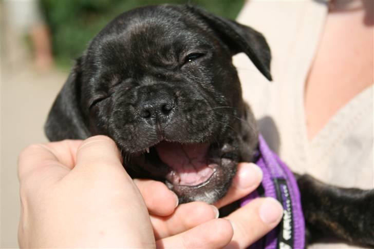 Fransk bulldog Bellis billede 4