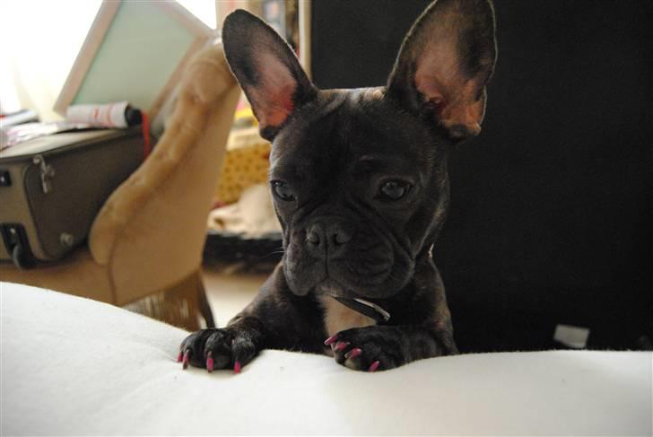 Fransk bulldog Bellis billede 8