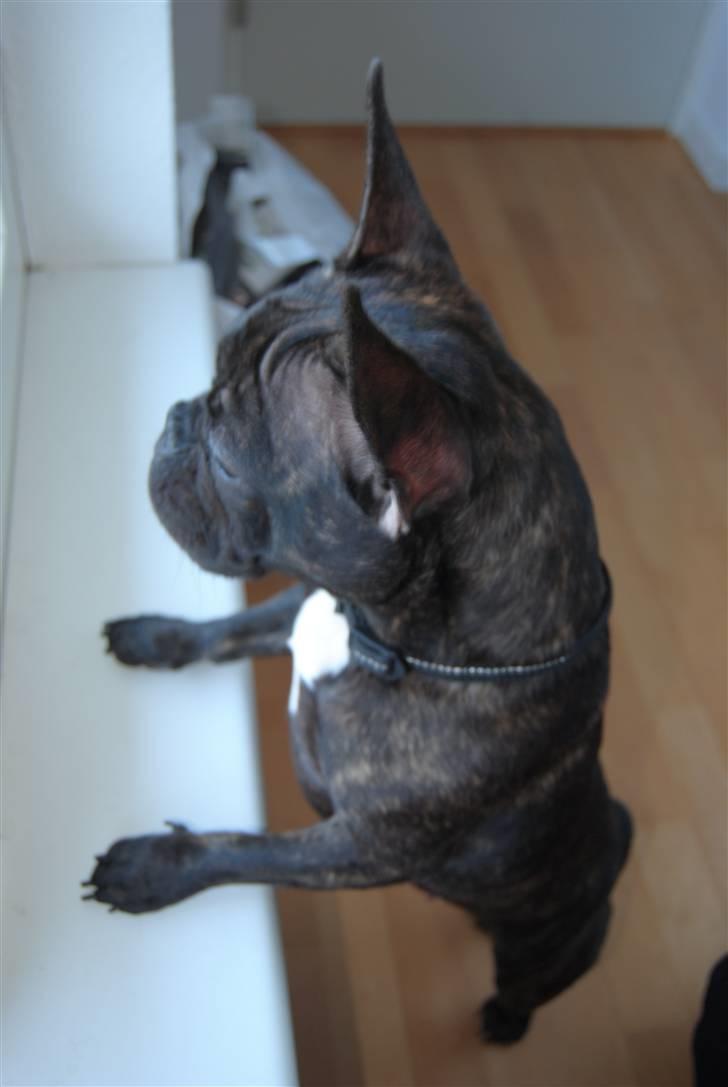 Fransk bulldog Bellis billede 9