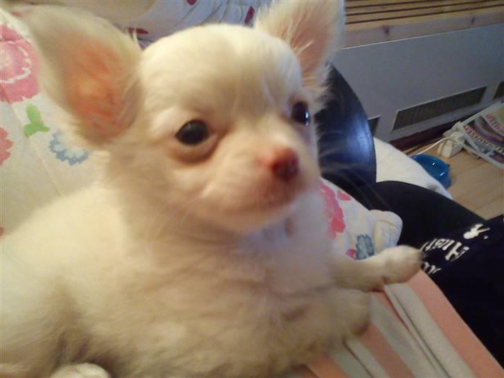 Chihuahua Oscar - Oscar billede 1