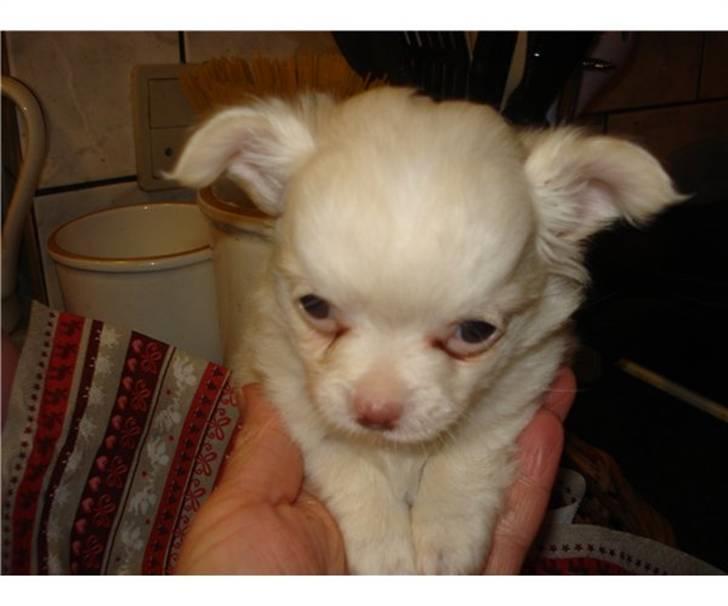 Chihuahua Oscar - Oscar billede 2