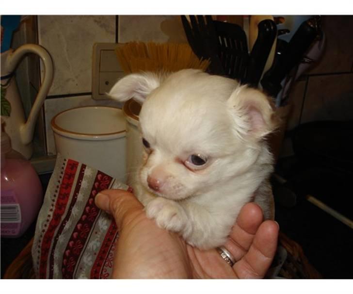 Chihuahua Oscar - Oscar billede 3