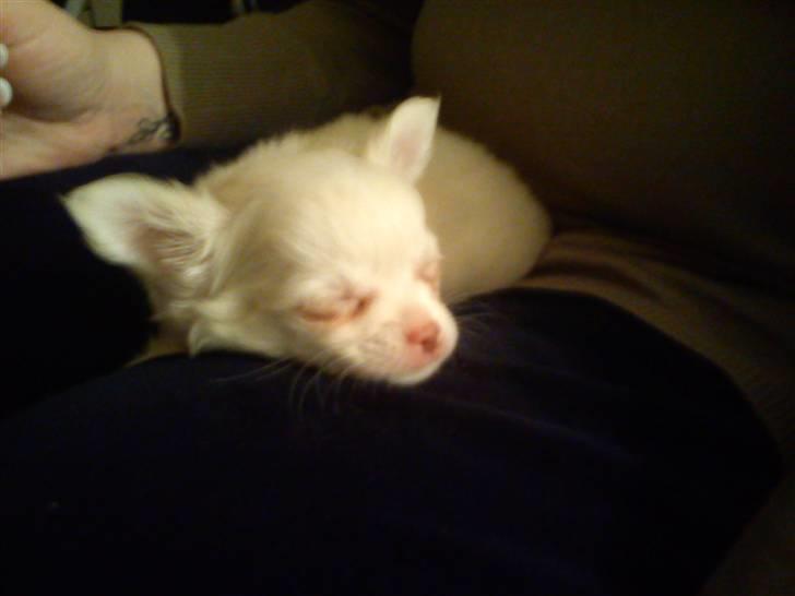 Chihuahua Oscar - Oscar billede 4