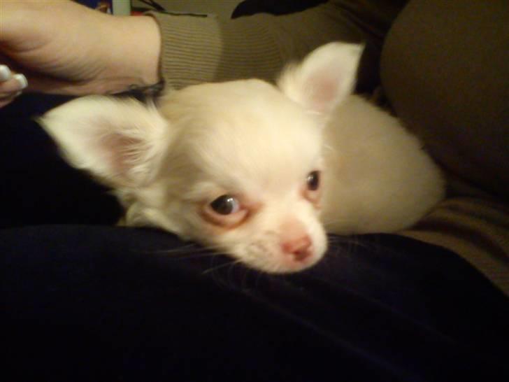 Chihuahua Oscar - Oscar billede 5