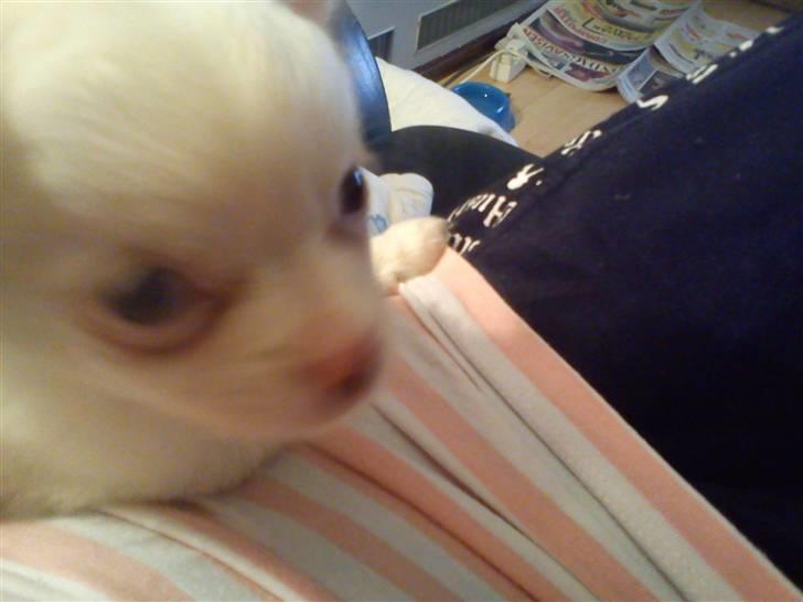 Chihuahua Oscar - Oscar billede 6