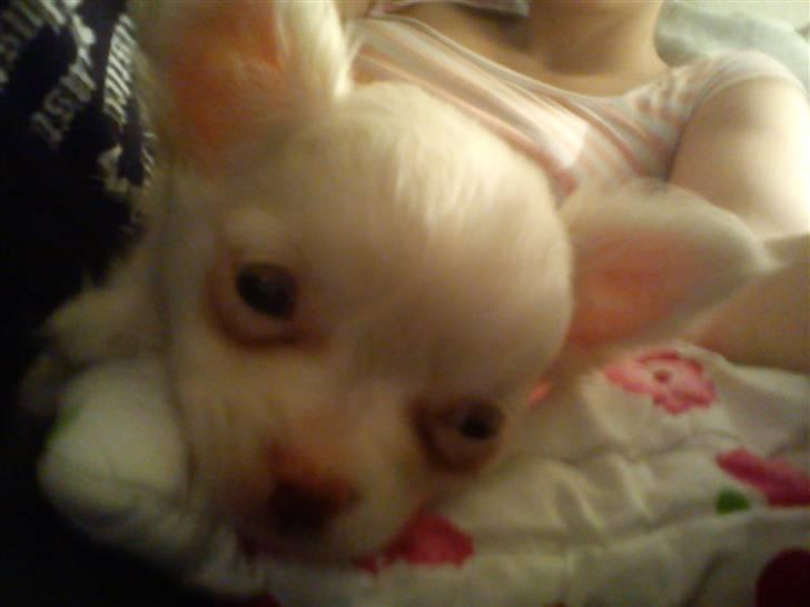 Chihuahua Oscar - Oscar billede 7