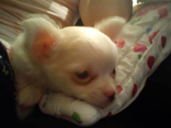 Chihuahua Oscar - Oscar billede 8