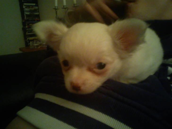 Chihuahua Oscar - Oscar billede 9