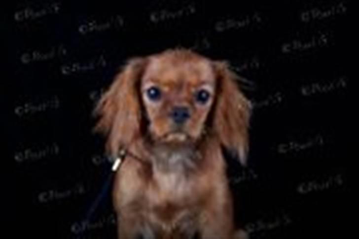 Cavalier king charles spaniel Frølundens Zabi billede 2