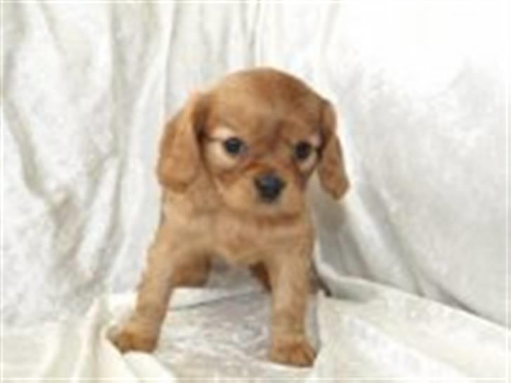Cavalier king charles spaniel Frølundens Zabi billede 3