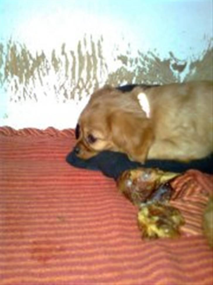 Cavalier king charles spaniel Frølundens Zabi billede 4