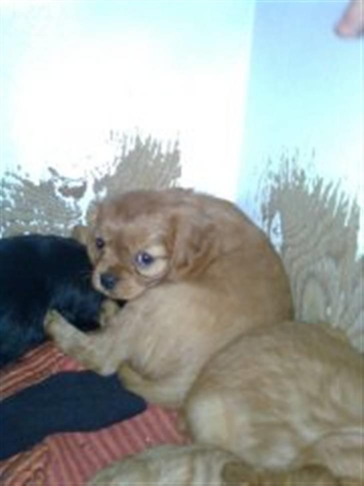 Cavalier king charles spaniel Frølundens Zabi billede 5