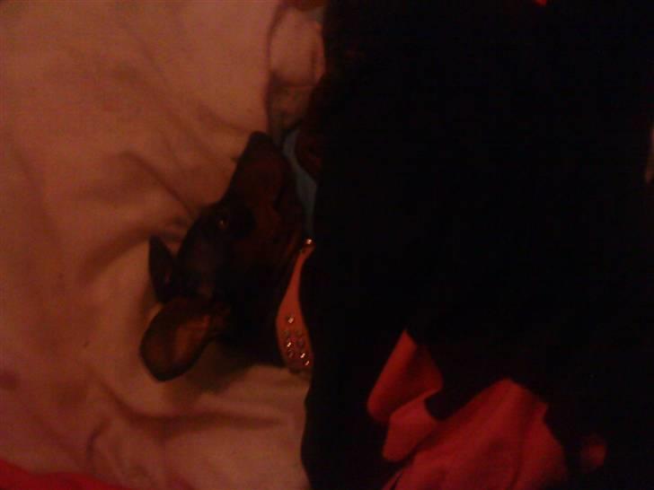 Dvaergpinscher Zafir - man sove gode med mors dyne og pude billede 16