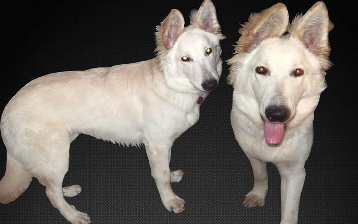 Hvid schæfer Manse billede 11