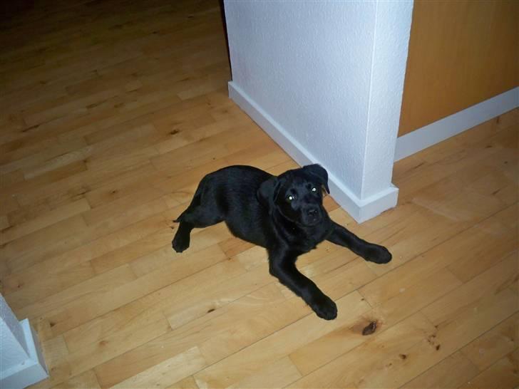 Labrador retriever jake billede 6