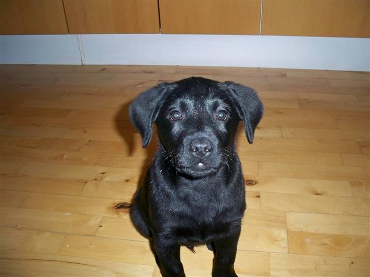 Labrador retriever jake billede 7