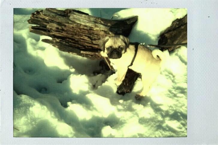 Blanding af racer Georg  billede 7