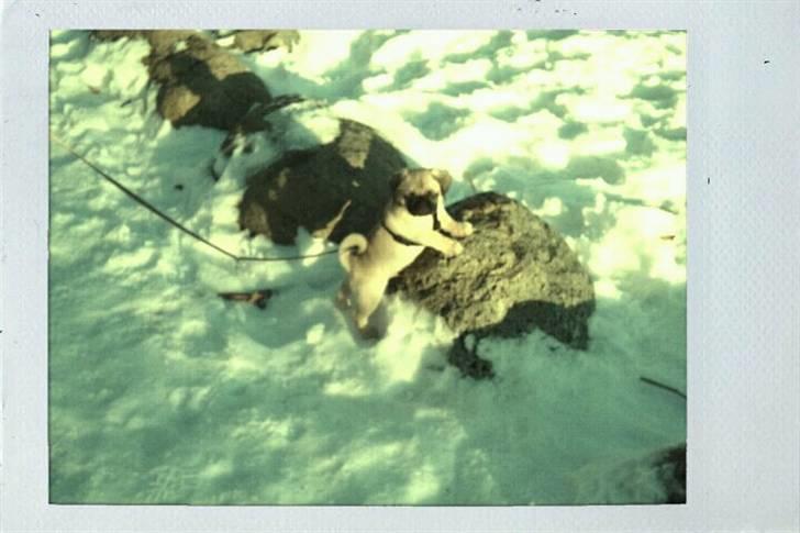 Blanding af racer Georg  billede 8