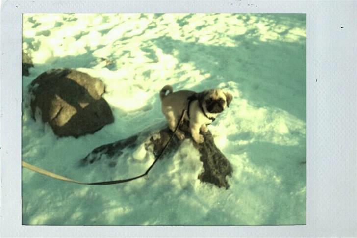 Blanding af racer Georg  billede 9