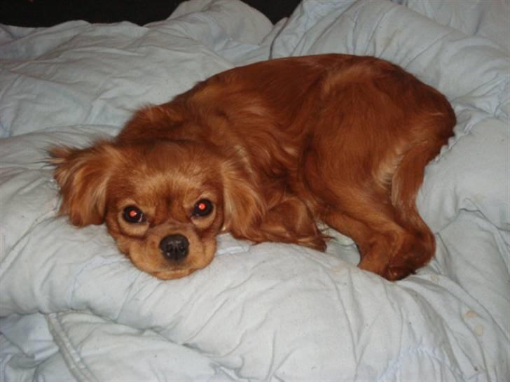 Cavalier king charles spaniel Frølundens Zabi billede 6