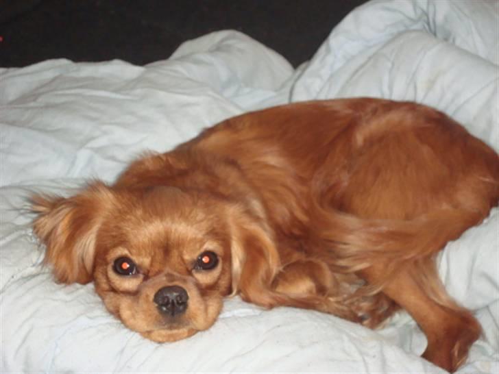 Cavalier king charles spaniel Frølundens Zabi billede 7