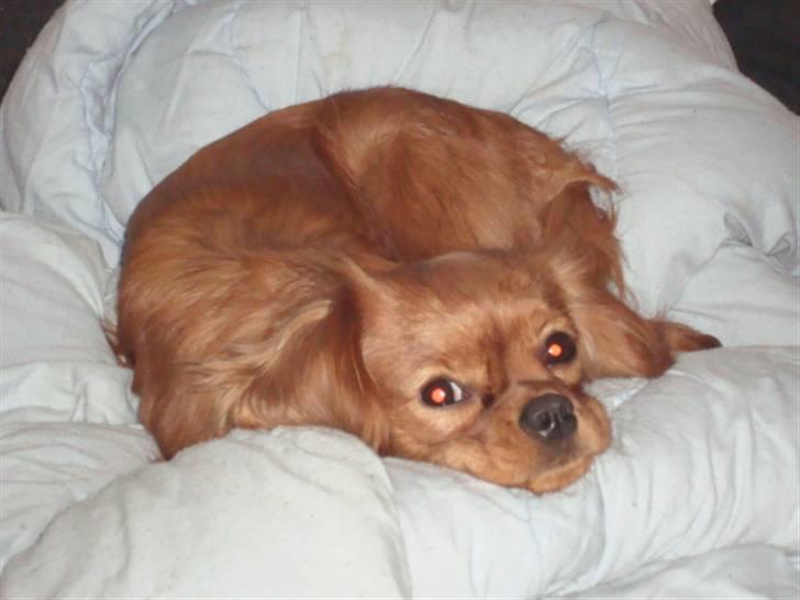 Cavalier king charles spaniel Frølundens Zabi billede 8