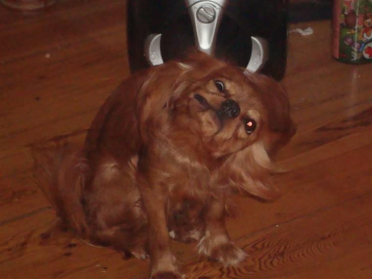 Cavalier king charles spaniel Frølundens Zabi billede 9