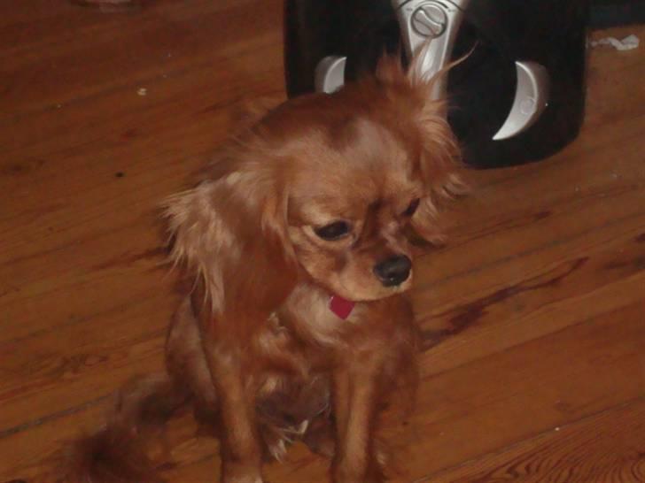 Cavalier king charles spaniel Frølundens Zabi billede 10