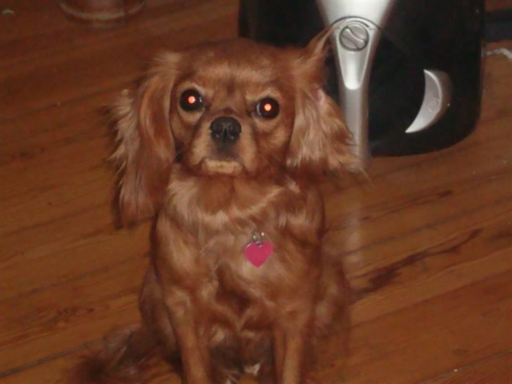 Cavalier king charles spaniel Frølundens Zabi billede 11