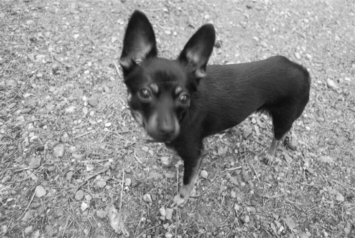 Blanding af racer sally billede 9