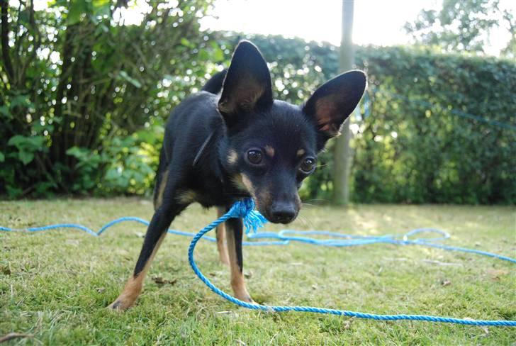 Blanding af racer sally billede 10