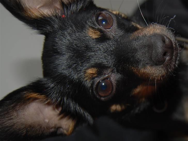 Blanding af racer sally billede 11