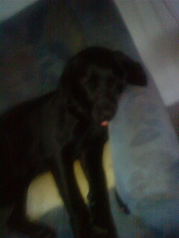 Labrador retriever Zenta - Den fødte skuespiller ...... billede 18