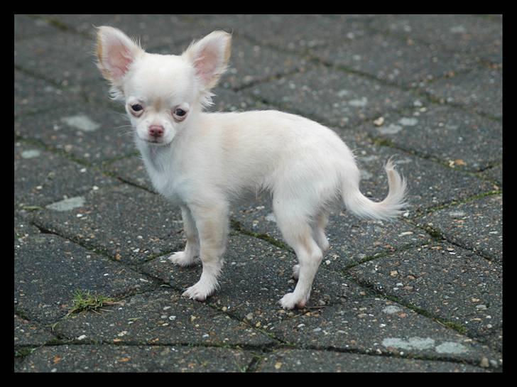 Chihuahua Alma - Velkommen til smukke Almas profil :) billede 1