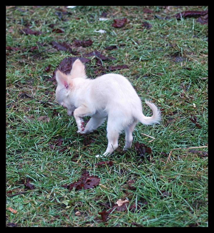 Chihuahua Alma billede 2