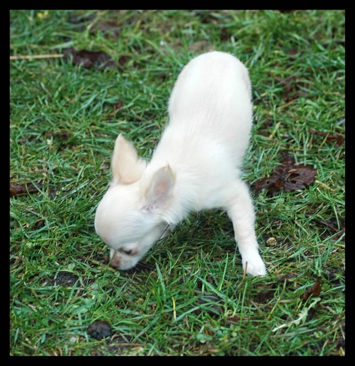 Chihuahua Alma billede 3