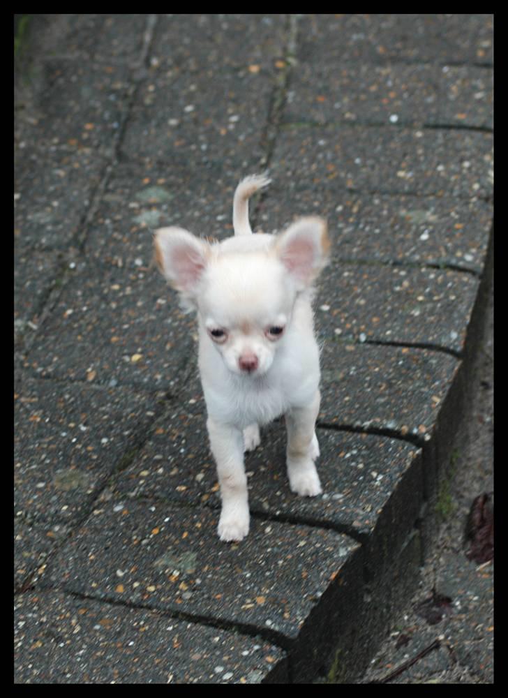 Chihuahua Alma billede 4