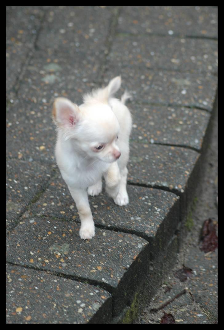 Chihuahua Alma billede 5