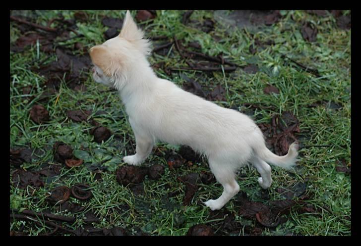 Chihuahua Alma billede 6