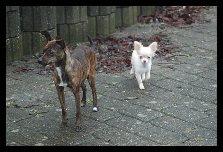 Chihuahua Alma - Min nye "moar" - hmm.....not gg billede 7