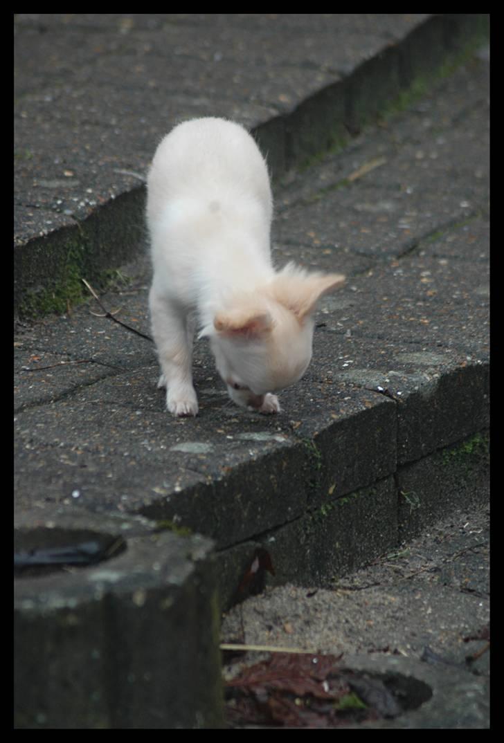 Chihuahua Alma billede 8