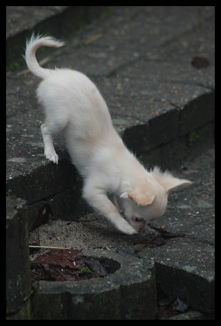 Chihuahua Alma billede 9