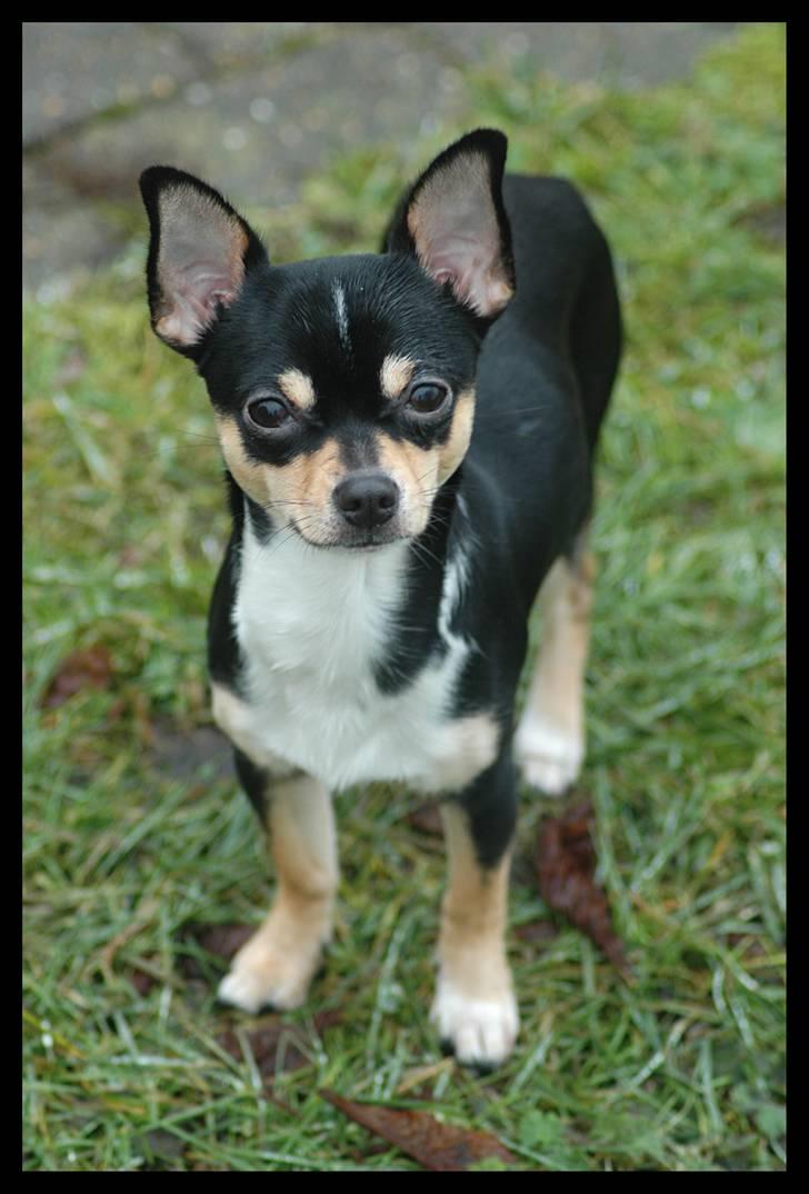 Chihuahua Alma - Min nye legekammerat - Cristo. billede 10